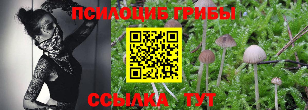 Псилоцибиновые грибы Cubensis Санкт-Петербург
